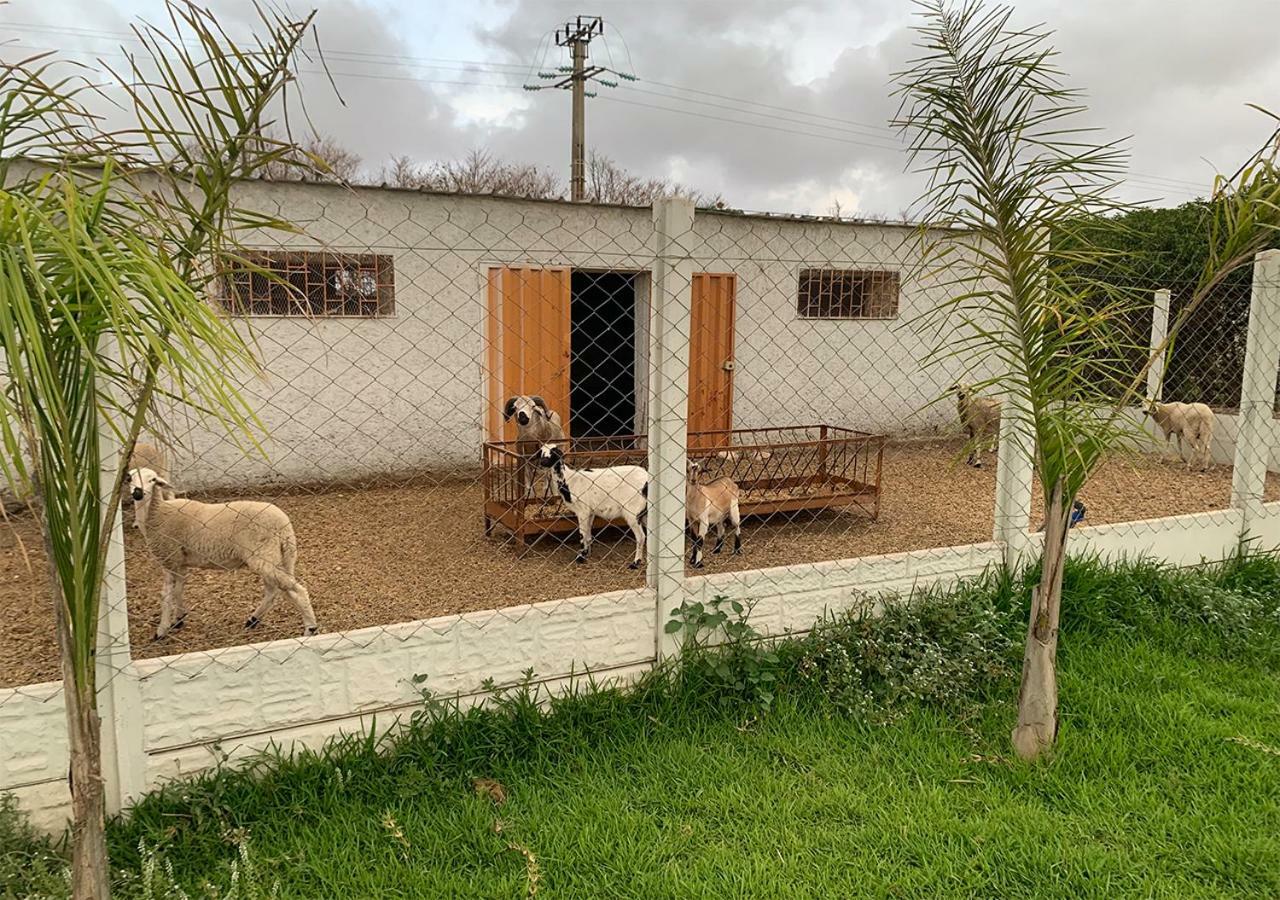 Palm Grove Farm Villa Tit Mellil Dış mekan fotoğraf